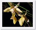 or9908n1 * Photos of Pat's orchids from 1999 recovered from the archive of my first website.