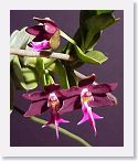 or9908o1 * Photos of Pat's orchids from 1999 recovered from the archive of my first website.