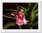 or9908r1 * Photos of Pat's orchids from 1999 recovered from the archive of my first website.