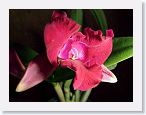 or9908s1 * Photos of Pat's orchids from 1999 recovered from the archive of my first website.