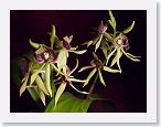 or9912a * Photos of Pat's orchids from 1999 recovered from the archive of my first website.