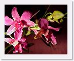 or9912b * Photos of Pat's orchids from 1999 recovered from the archive of my first website.