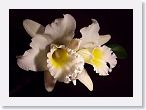or9912c * Photos of Pat's orchids from 1999 recovered from the archive of my first website.