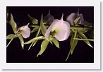 or9912d1 * Photos of Pat's orchids from 1999 recovered from the archive of my first website.
