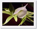 or9912d2 * Photos of Pat's orchids from 1999 recovered from the archive of my first website.