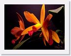 or9912e * Photos of Pat's orchids from 1999 recovered from the archive of my first website.