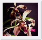 or9912f * Photos of Pat's orchids from 1999 recovered from the archive of my first website.
