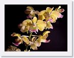 or9912g * Photos of Pat's orchids from 1999 recovered from the archive of my first website.