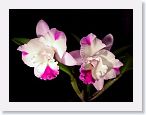 or0002a1 * Photos of Pat's orchids from 2000 recovered from the archive of my first website.