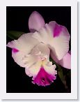 or0002a2 * Photos of Pat's orchids from 2000 recovered from the archive of my first website.