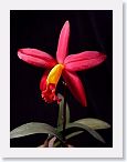 or0002c * Photos of Pat's orchids from 2000 recovered from the archive of my first website.