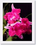 or0002d * Photos of Pat's orchids from 2000 recovered from the archive of my first website.
