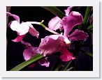 or0002e1 * Photos of Pat's orchids from 2000 recovered from the archive of my first website.
