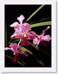 or0002e2 * Photos of Pat's orchids from 2000 recovered from the archive of my first website.