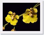or0002g * Photos of Pat's orchids from 2000 recovered from the archive of my first website.