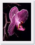 or0002h1 * Photos of Pat's orchids from 2000 recovered from the archive of my first website.