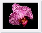 or0002h2 * Photos of Pat's orchids from 2000 recovered from the archive of my first website.