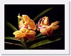 or0002i * Photos of Pat's orchids from 2000 recovered from the archive of my first website.