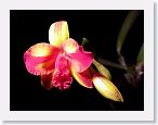 or0002j * Photos of Pat's orchids from 2000 recovered from the archive of my first website.