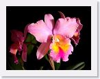 or0001a * Photos of Pat's orchids from 1999 recovered from the archive of my first website.