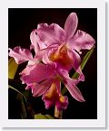 or0001a1 * Photos of Pat's orchids from 1999 recovered from the archive of my first website.