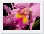 or0001a2 * Photos of Pat's orchids from 1999 recovered from the archive of my first website.