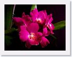 or0001b * Photos of Pat's orchids from 1999 recovered from the archive of my first website.