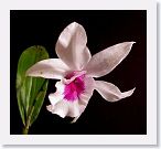 or0001c * Photos of Pat's orchids from 1999 recovered from the archive of my first website.
