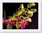 or0001d * Photos of Pat's orchids from 1999 recovered from the archive of my first website.