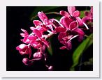 or0001e * Photos of Pat's orchids from 1999 recovered from the archive of my first website.