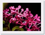 or0001e1 * Photos of Pat's orchids from 1999 recovered from the archive of my first website.