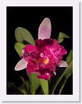 or0001g * Photos of Pat's orchids from 1999 recovered from the archive of my first website.