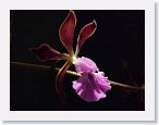 or9907a1 * Photos of Pat's orchids from 1999 recovered from the archive of my first website.