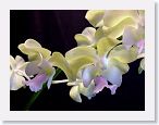 or9907b1 * Photos of Pat's orchids from 1999 recovered from the archive of my first website.