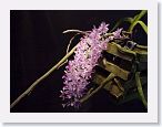 or9907c1 * Photos of Pat's orchids from 1999 recovered from the archive of my first website.