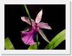 or9907d1 * Photos of Pat's orchids from 1999 recovered from the archive of my first website.