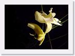 or9907e1 * Photos of Pat's orchids from 1999 recovered from the archive of my first website.