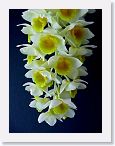 or9907f1 * Photos of Pat's orchids from 1999 recovered from the archive of my first website.