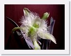 or9906a1 * Photos of Pat's orchids from 1999 recovered from the archive of my first website.