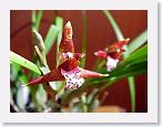 or9906b1 * Photos of Pat's orchids from 1999 recovered from the archive of my first website.