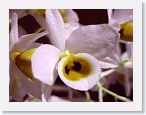 or9906c1 * Photos of Pat's orchids from 1999 recovered from the archive of my first website.