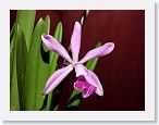 or9906d1 * Photos of Pat's orchids from 1999 recovered from the archive of my first website.