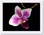 or9903a1 * Photos of Pat's orchids from 1999 recovered from the archive of my first website.