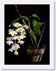 or9903b1 * Photos of Pat's orchids from 1999 recovered from the archive of my first website.