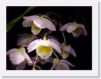 or9903b2 * Photos of Pat's orchids from 1999 recovered from the archive of my first website.