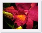 or9903d1 * Photos of Pat's orchids from 1999 recovered from the archive of my first website.
