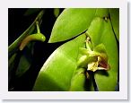 or9903e1 * Photos of Pat's orchids from 1999 recovered from the archive of my first website.