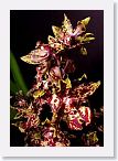 or9911b1 * Photos of Pat's orchids from 1999 recovered from the archive of my first website.