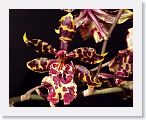 or9911b2 * Photos of Pat's orchids from 1999 recovered from the archive of my first website.