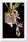 or9911c1 * Photos of Pat's orchids from 1999 recovered from the archive of my first website.